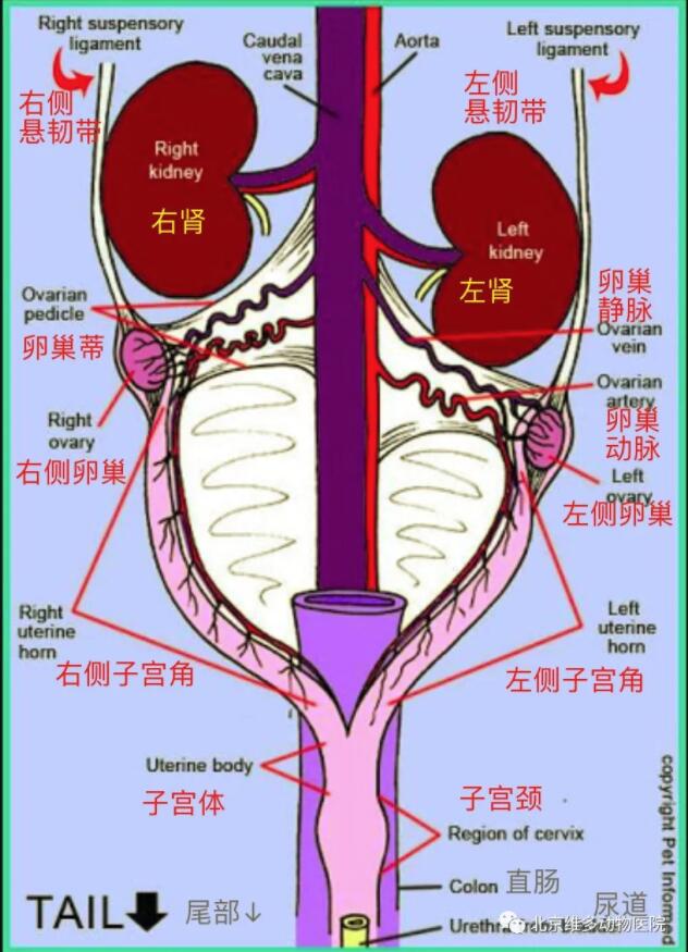 狗狗的和猫咪很像