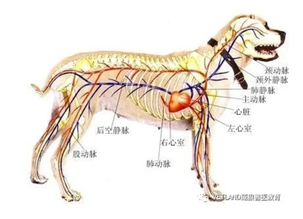 实用干货 犬