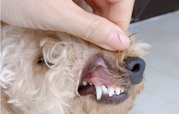 一只健康的,血液含氧量正常的狗狗牙龈通常都是亮粉色的