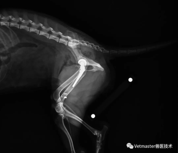 周星星老师的一例中华田园犬右侧股骨头脱出置换术