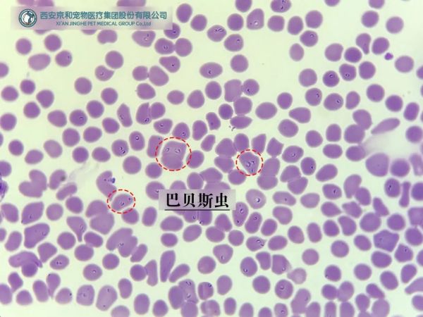 犬巴贝斯虫镜检图片图片