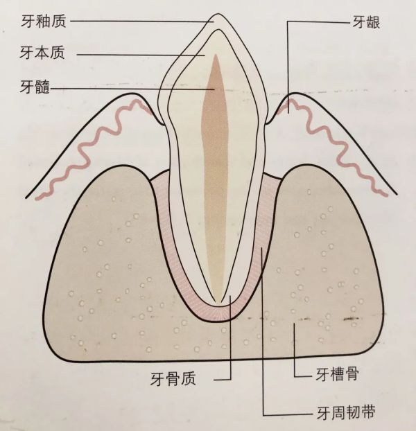 牙槽结构图图片